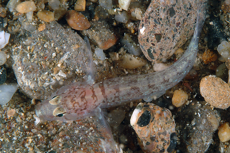 Chromogobius zebratus e Gammogobius steinitzi